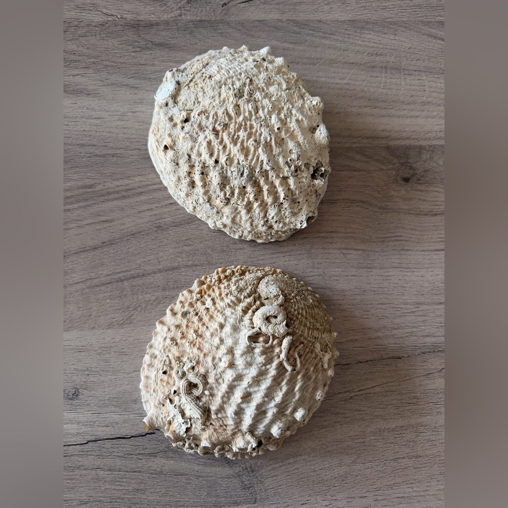 Textured Seashells